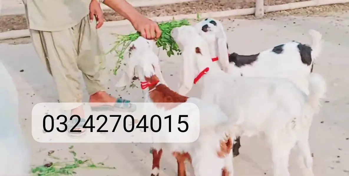 3 Bacchon Ka Sath Desi Bakri For Sale call _O32427O40I5 — photo 4