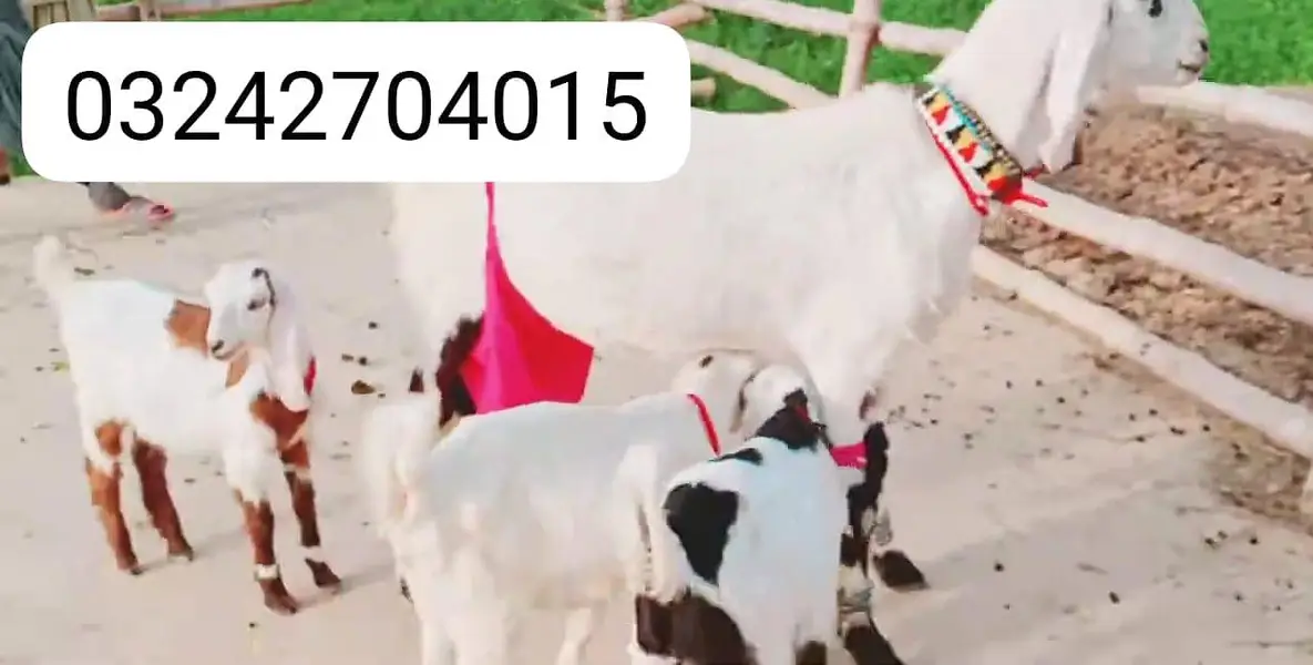 3 Bacchon Ka Sath Desi Bakri For Sale call _O32427O40I5 — photo 5