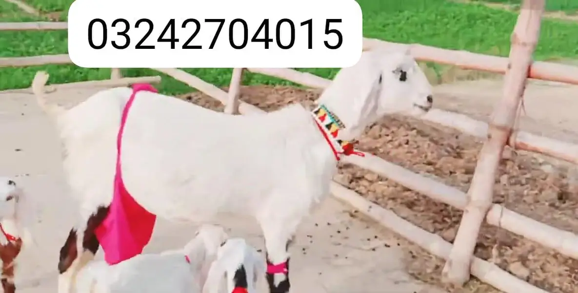 3 Bacchon Ka Sath Desi Bakri For Sale call _O32427O40I5 — photo 7