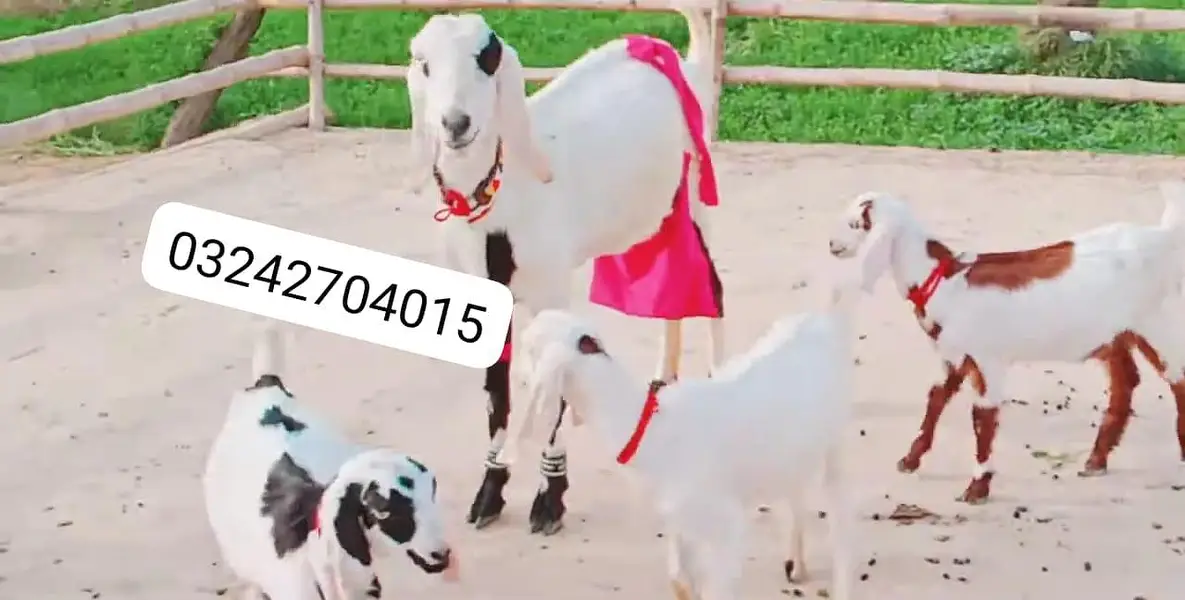 3 Bacchon Ka Sath Desi Bakri For Sale call _O32427O40I5 — photo 9