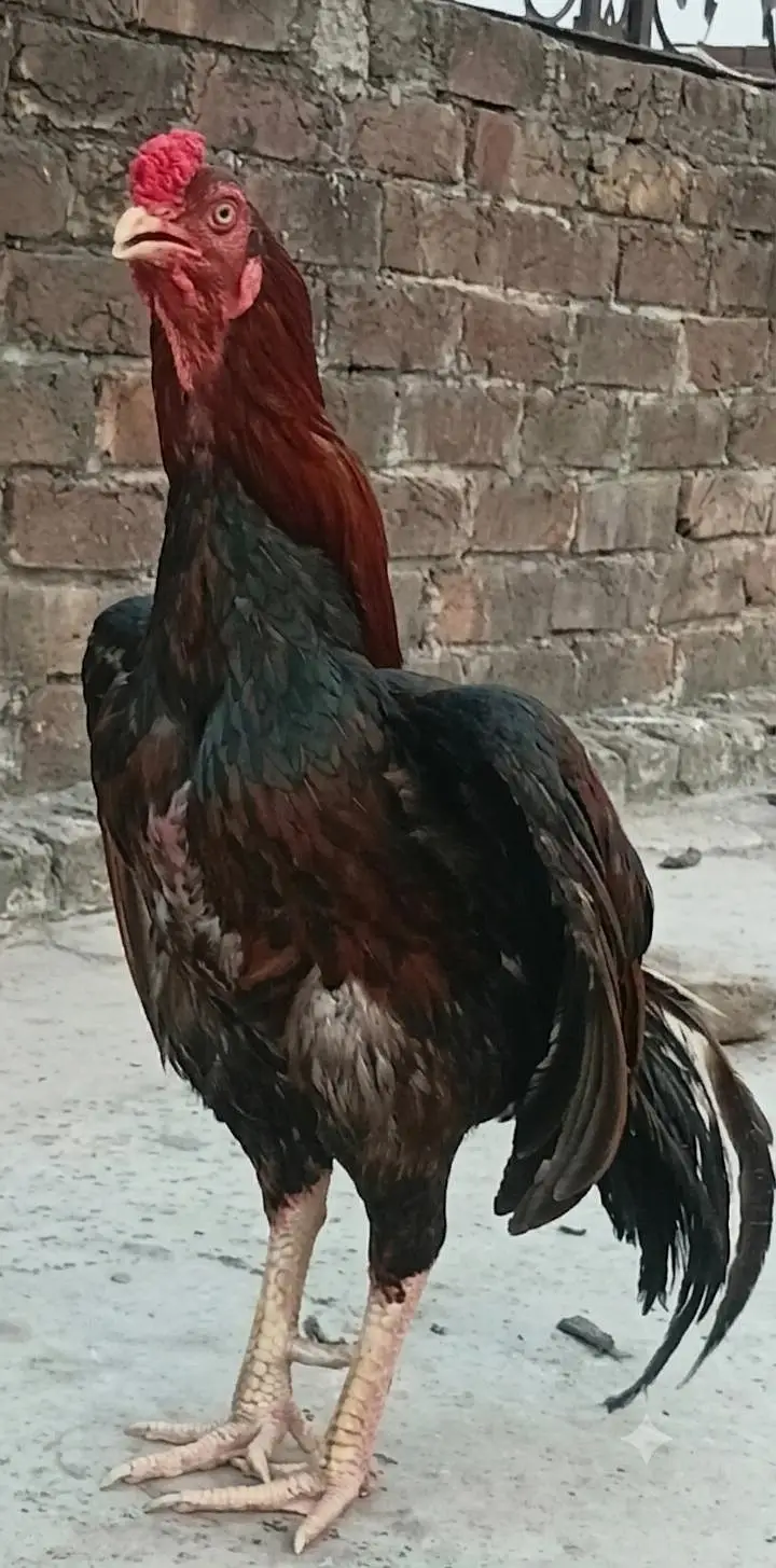 Mianwali Male + Thai Female breeder Pair For Sale . Egg laying — photo 5