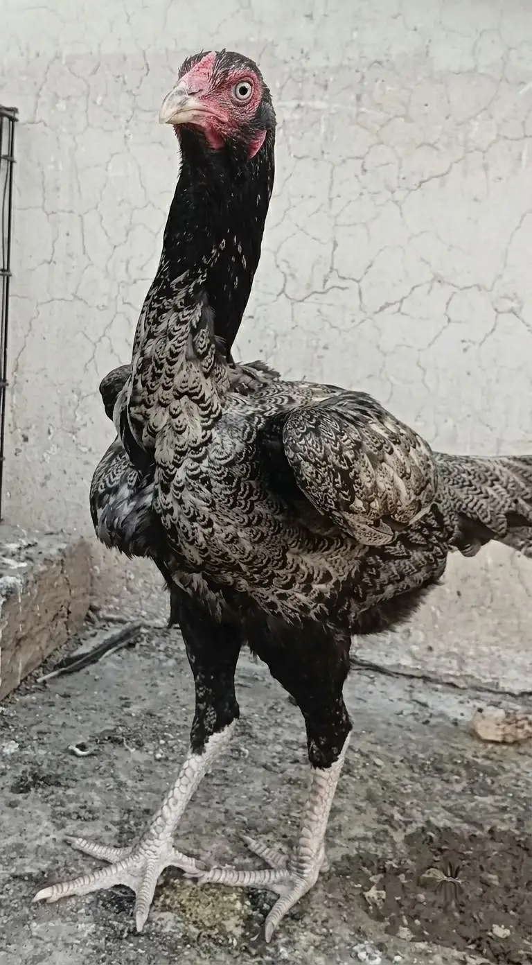 Mianwali Male + Thai Female breeder Pair For Sale . Egg laying — photo 7