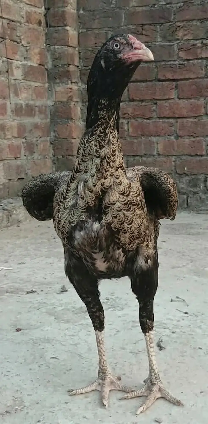 Mianwali Male + Thai Female breeder Pair For Sale . Egg laying — photo 8