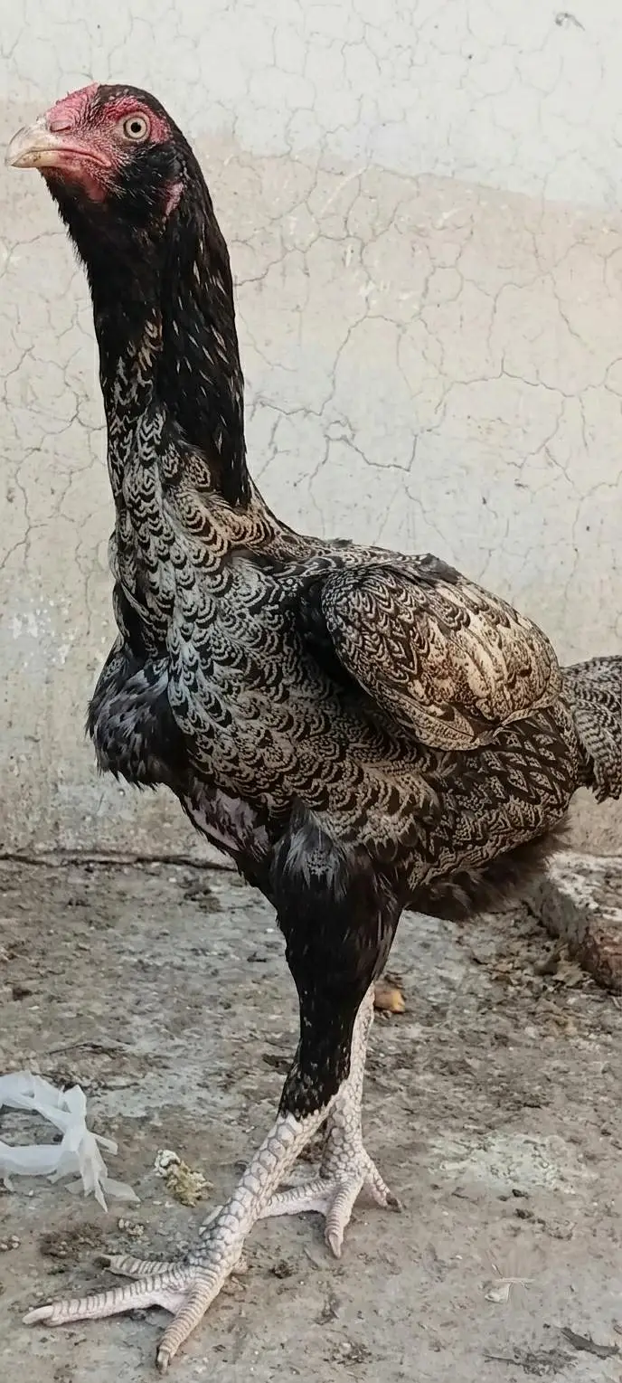 Mianwali Male + Thai Female breeder Pair For Sale . Egg laying — photo 9
