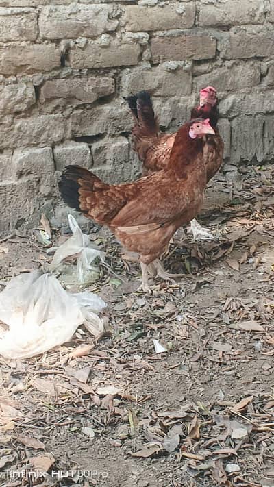 desi murgi murga aseel chuzy for sale