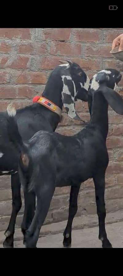 kali dabi bakri