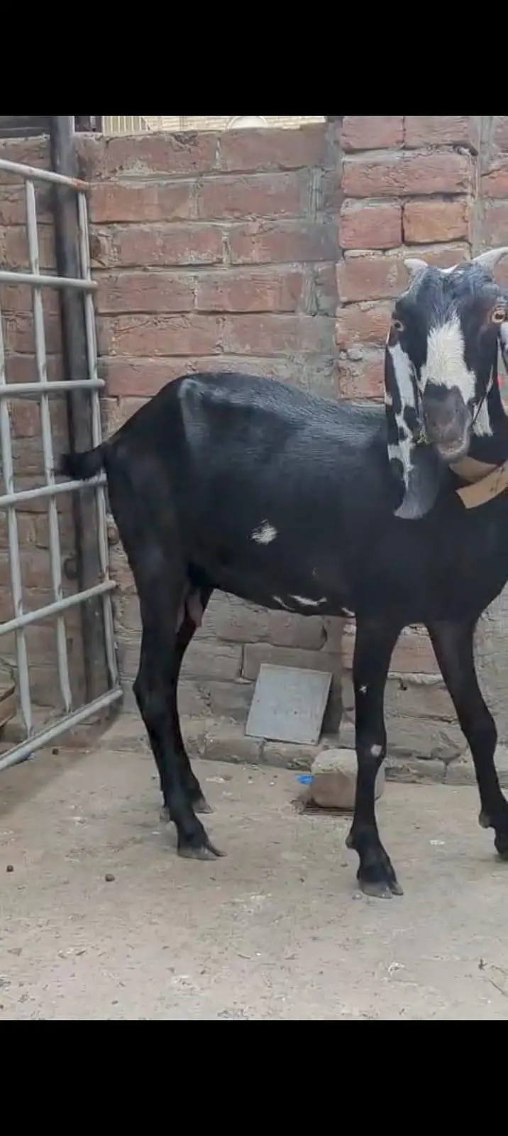 kali dabi bakri — photo 2