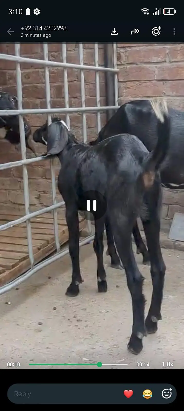 kali dabi bakri — photo 3
