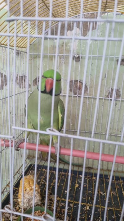 Handtame & Talking Ringneck For Sell