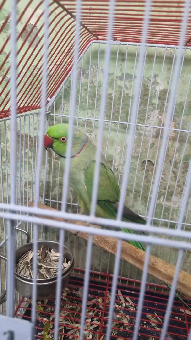 Handtame & Talking Ringneck For Sell — photo 3