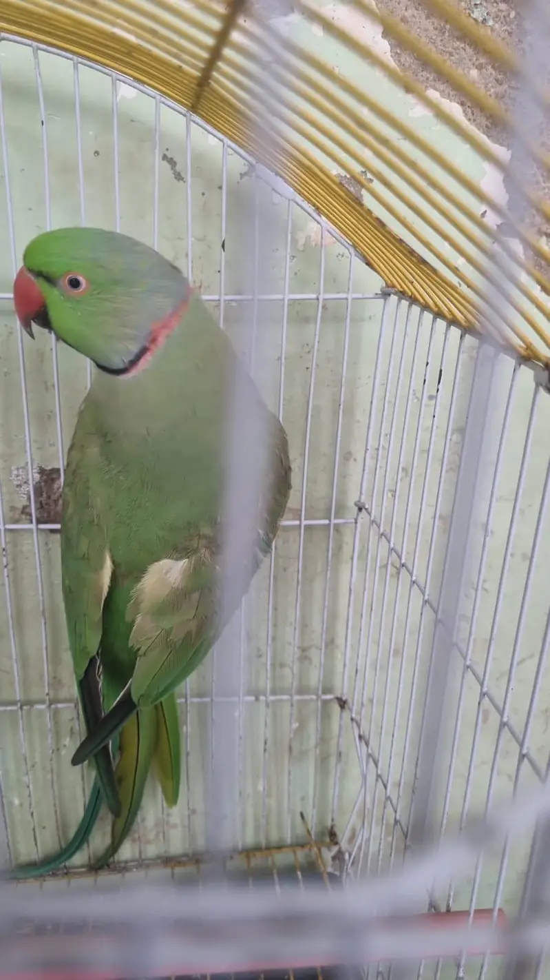 Handtame & Talking Ringneck For Sell — photo 4