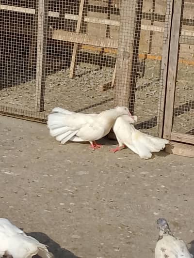 Lkka kabutar hen 2 pair or 2 singl hen 700pr pis 03132782119wahtsp no