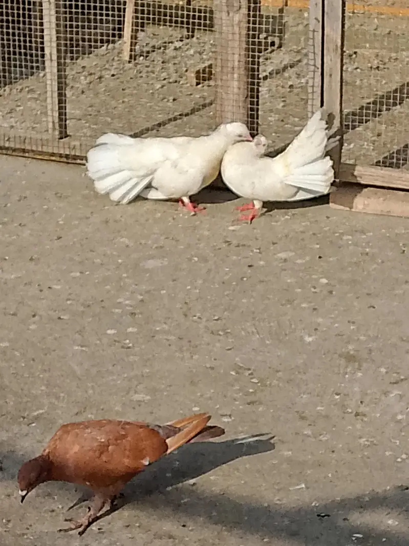 Lkka kabutar hen 2 pair or 2 singl hen 700pr pis 03132782119wahtsp no — photo 2