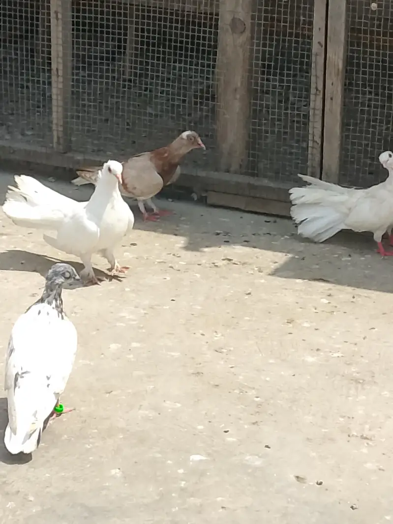 Lkka kabutar hen 2 pair or 2 singl hen 700pr pis 03132782119wahtsp no — photo 3