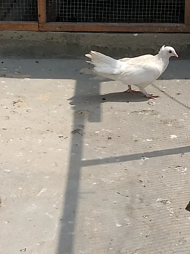 Lkka kabutar hen 2 pair or 2 singl hen 700pr pis 03132782119wahtsp no — photo 5