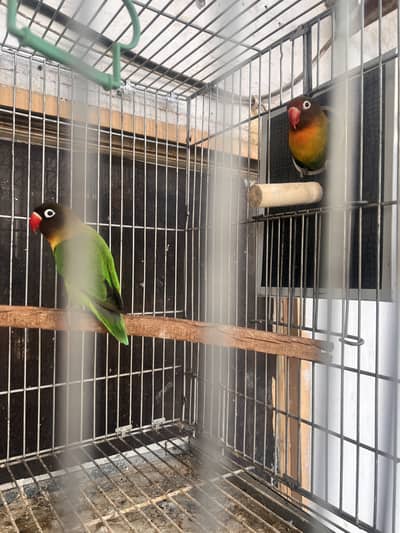 Lovebirds and Cocktails