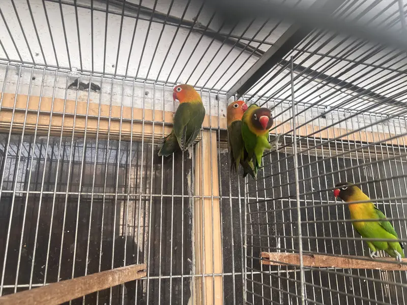 Lovebirds and Cocktails — photo 2