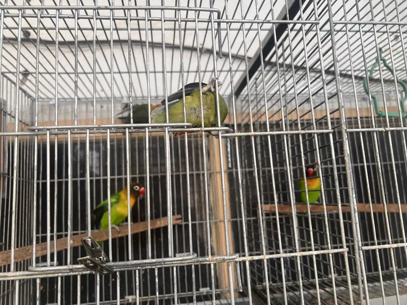 Lovebirds and Cocktails — photo 3