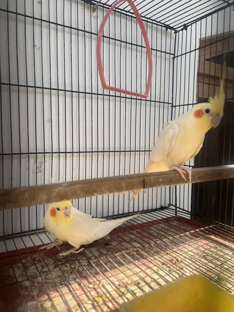 Lovebirds and Cocktails — photo 4