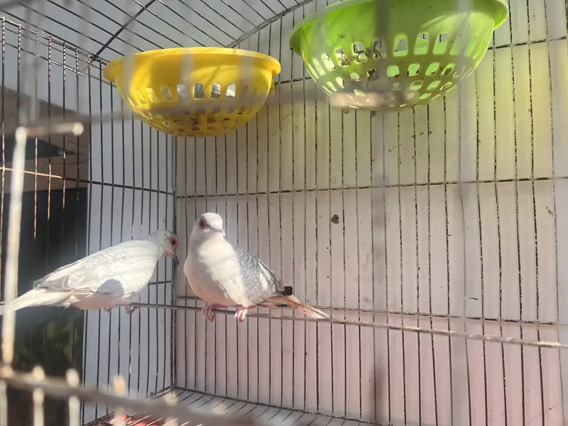 Lovebirds and Cocktails — photo 5