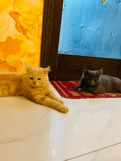 Barfi & Momo — Loving Brothers Looking for a Forever Home
