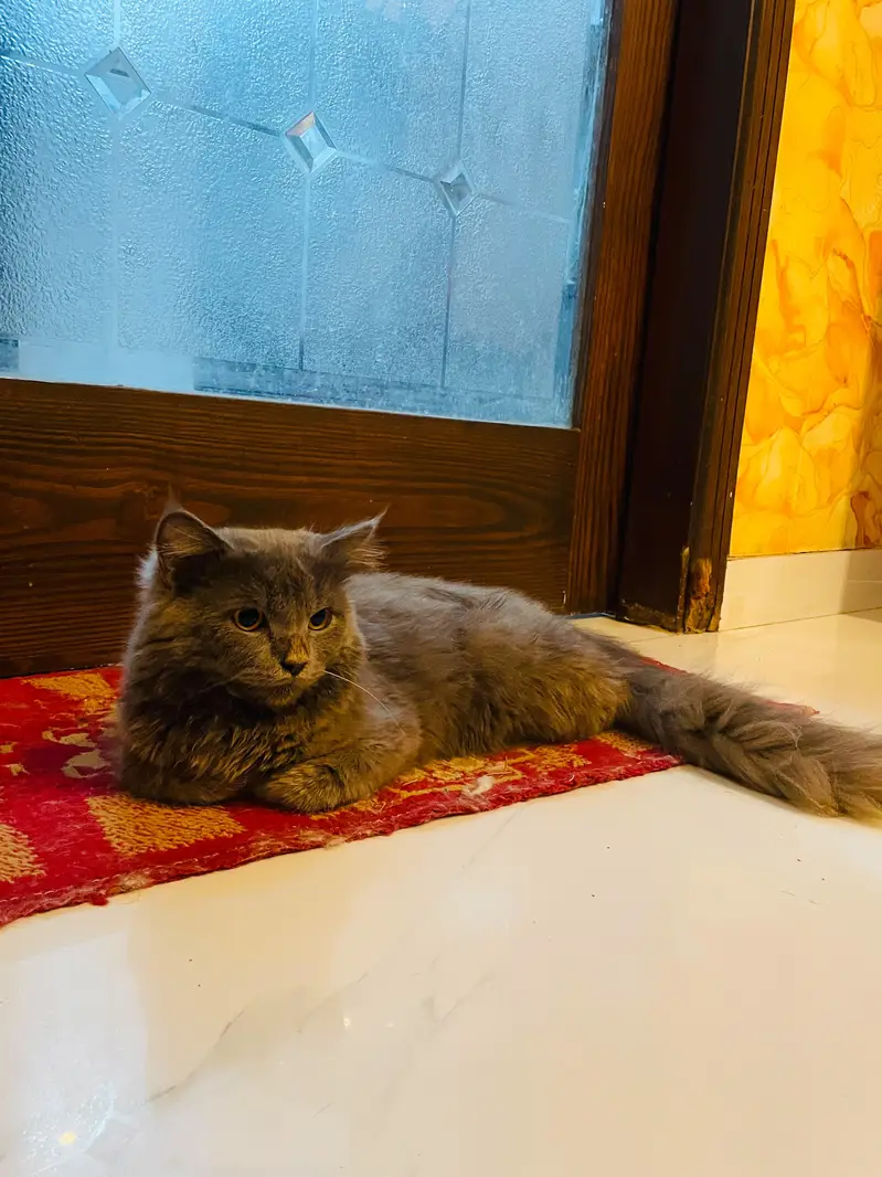 Barfi & Momo — Loving Brothers Looking for a Forever Home — photo 3