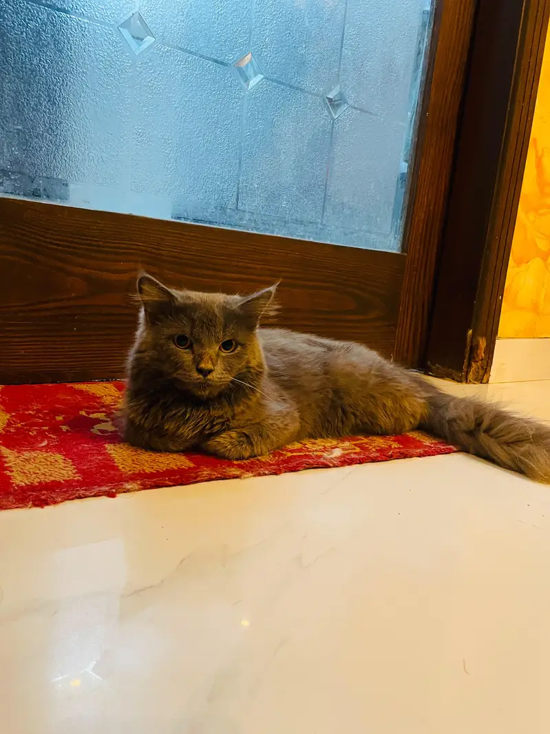 Barfi & Momo — Loving Brothers Looking for a Forever Home — photo 5