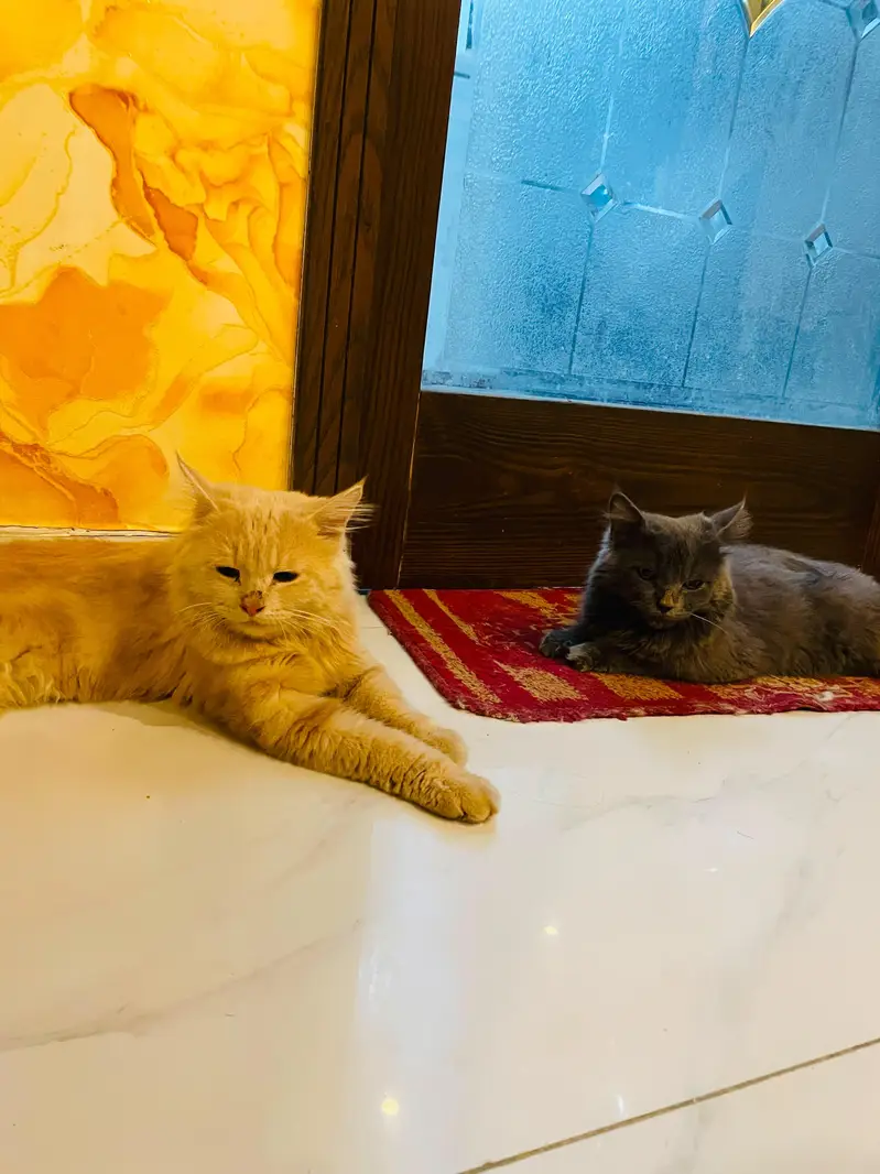 Barfi & Momo — Loving Brothers Looking for a Forever Home — photo 6