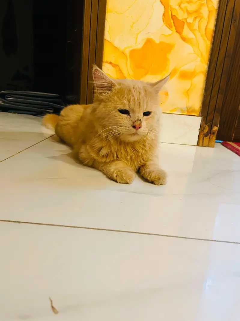 Barfi & Momo — Loving Brothers Looking for a Forever Home — photo 7