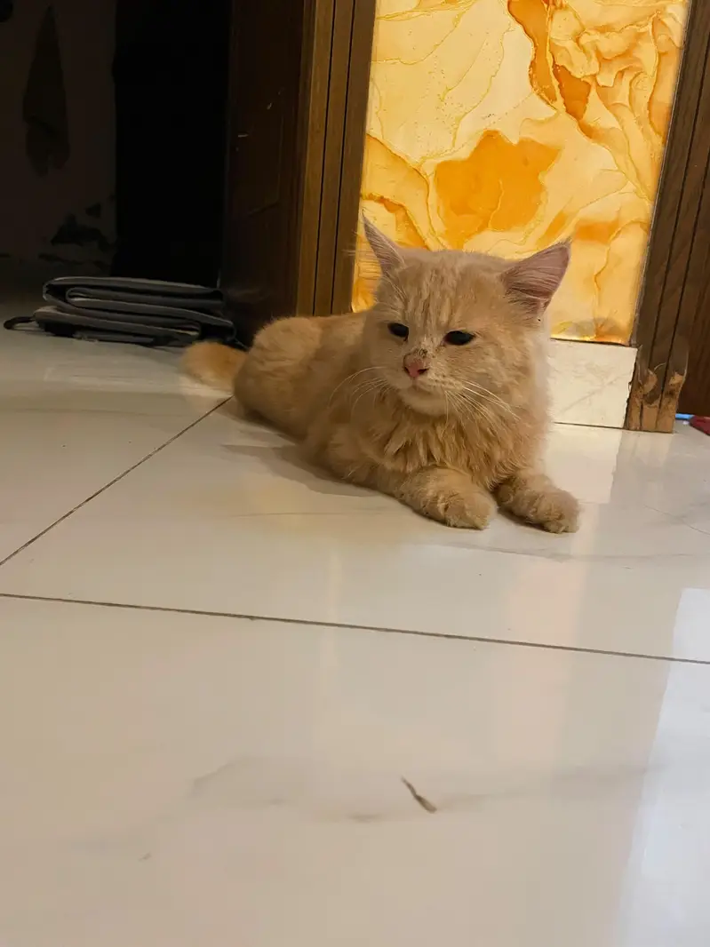 Barfi & Momo — Loving Brothers Looking for a Forever Home — photo 8