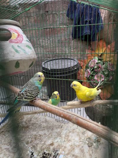 Parrot - Cage - Breeding box