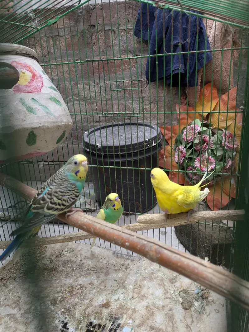 Parrot - Cage - Breeding box — photo 2
