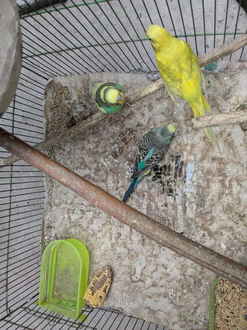 Parrot - Cage - Breeding box — photo 3