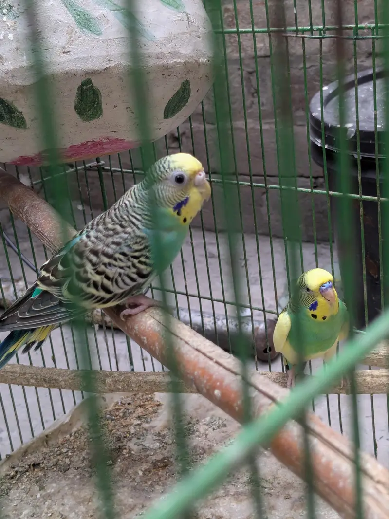 Parrot - Cage - Breeding box — photo 4