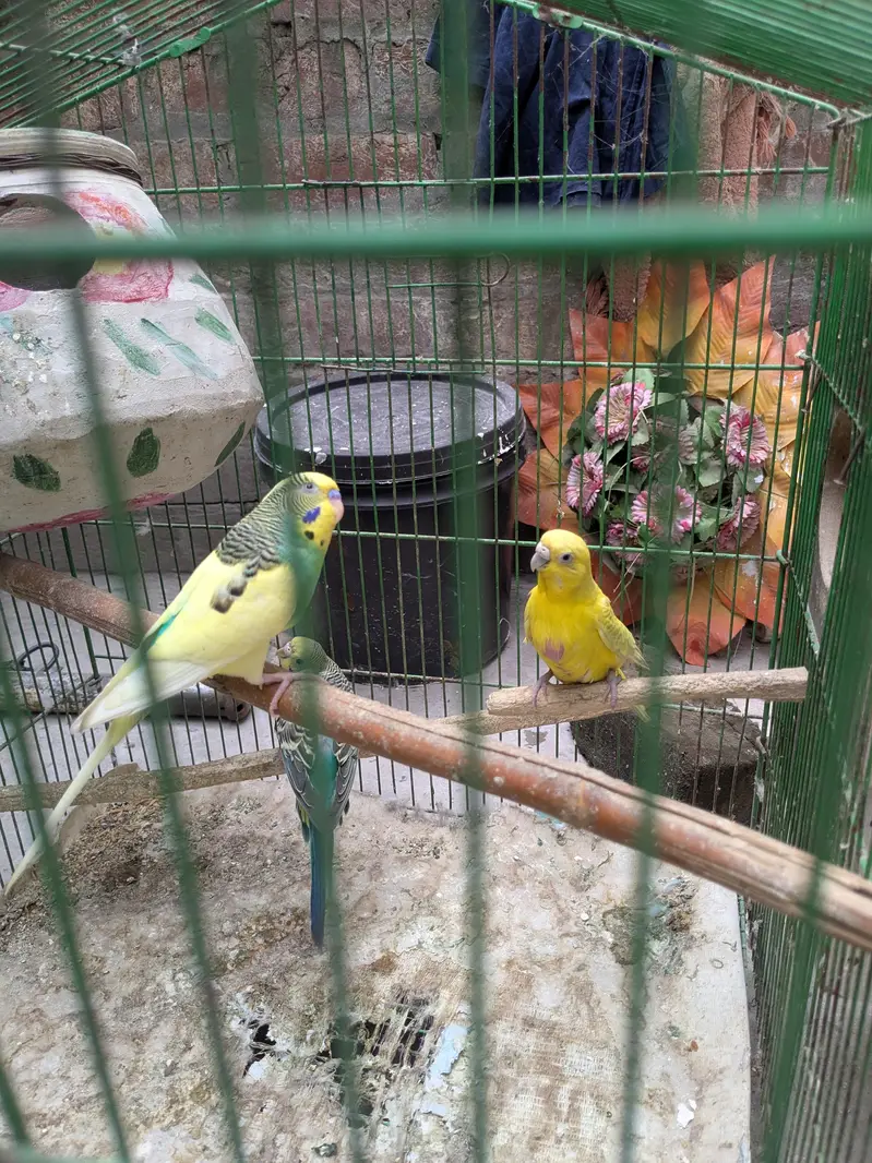 Parrot - Cage - Breeding box — photo 5