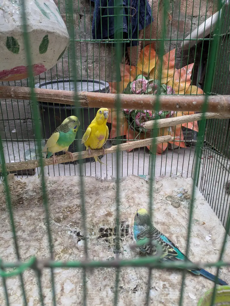 Parrot - Cage - Breeding box — photo 6