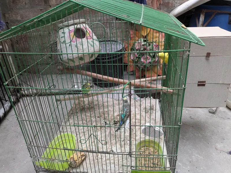 Parrot - Cage - Breeding box — photo 10