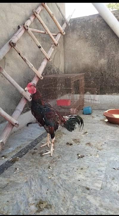 Aseel mianwali breeder pair