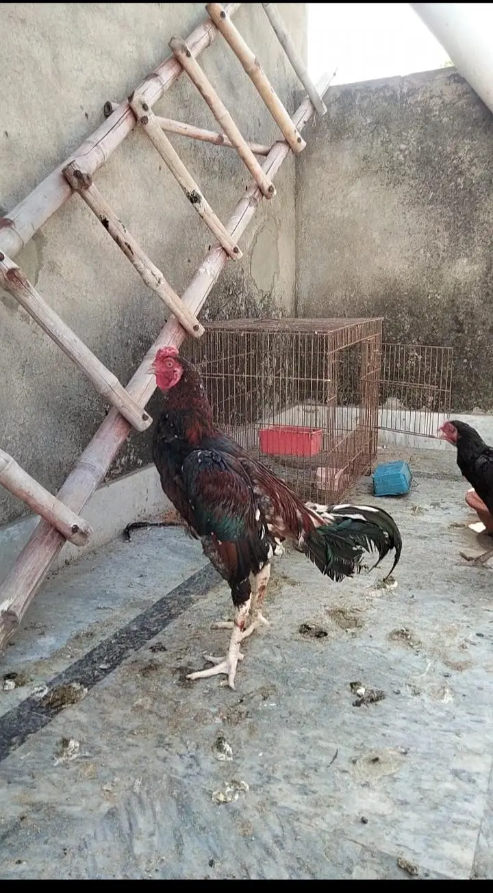 Aseel mianwali breeder pair — photo 2