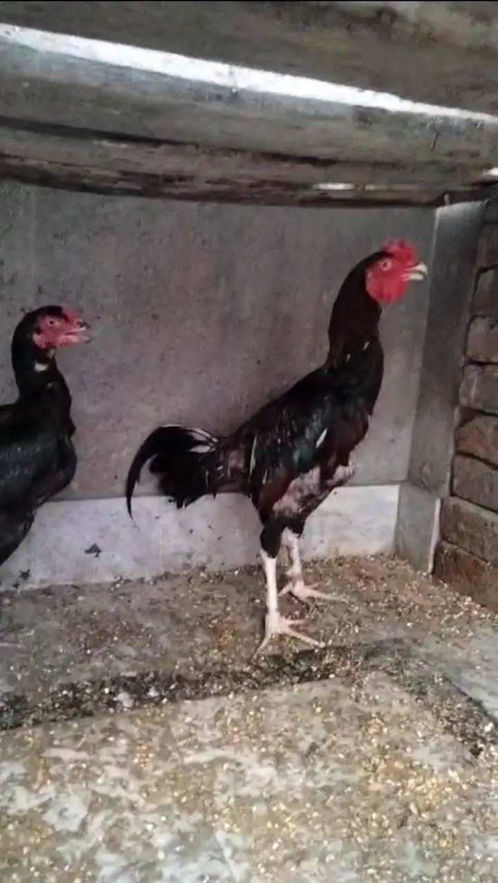 Aseel mianwali breeder pair — photo 3