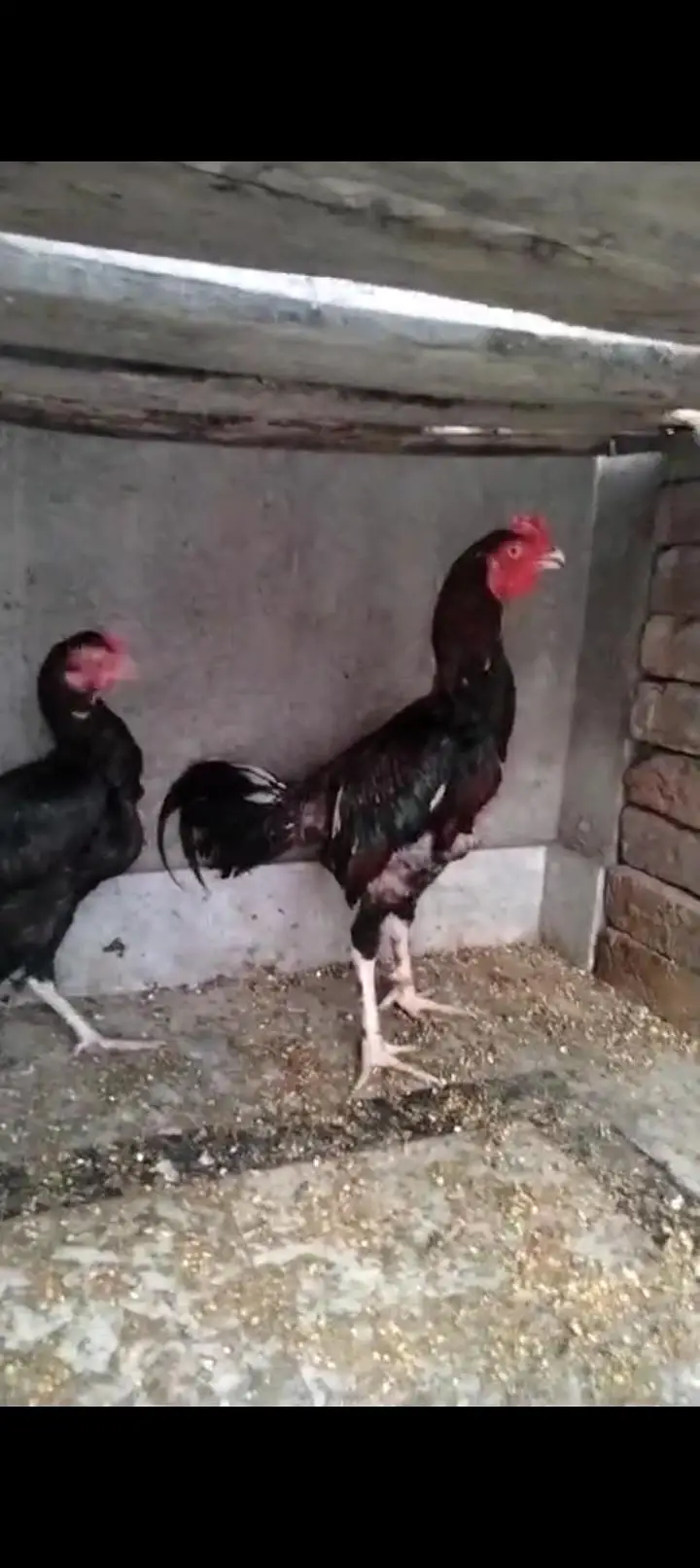 Aseel mianwali breeder pair — photo 4