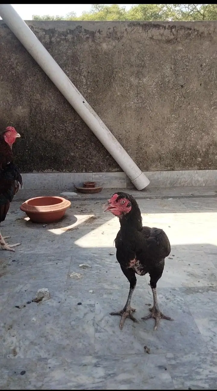 Aseel mianwali breeder pair — photo 5