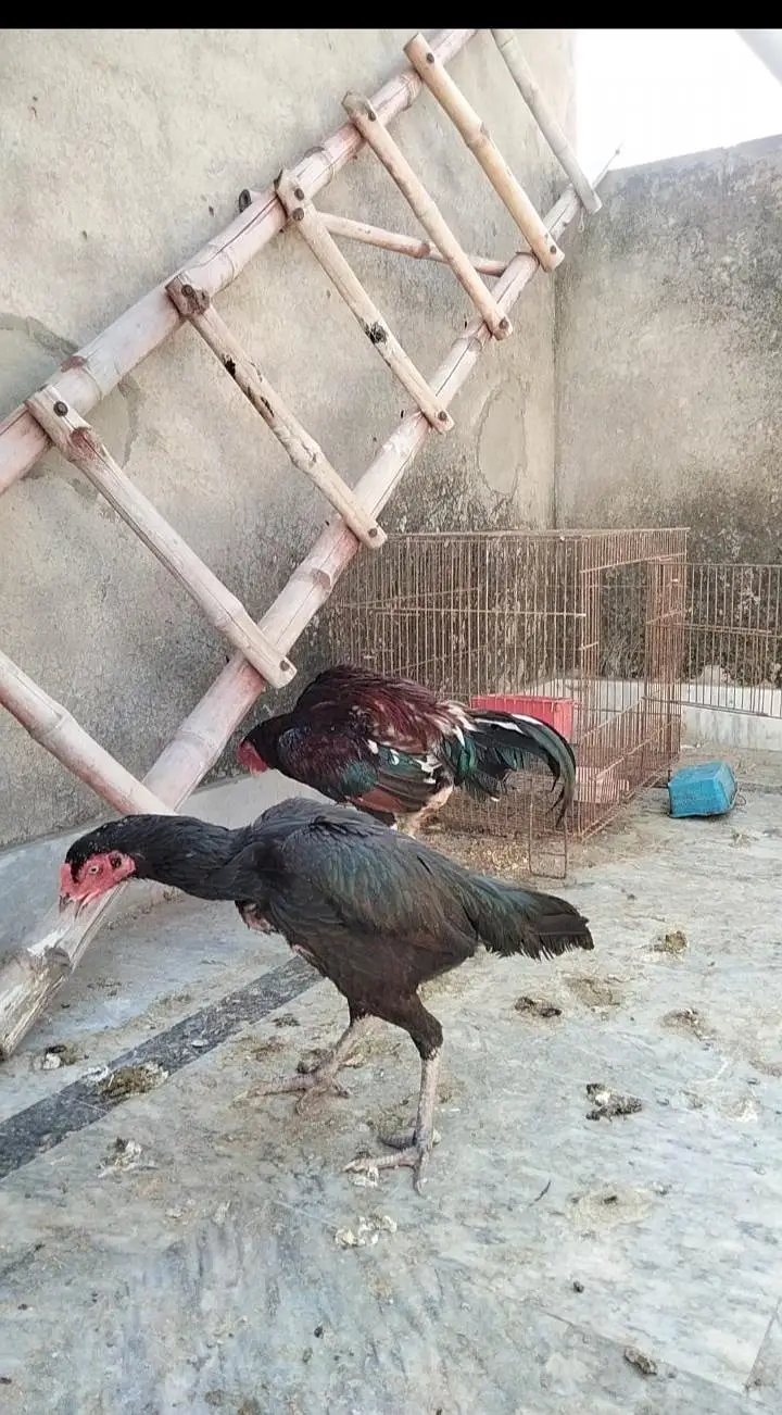 Aseel mianwali breeder pair — photo 6