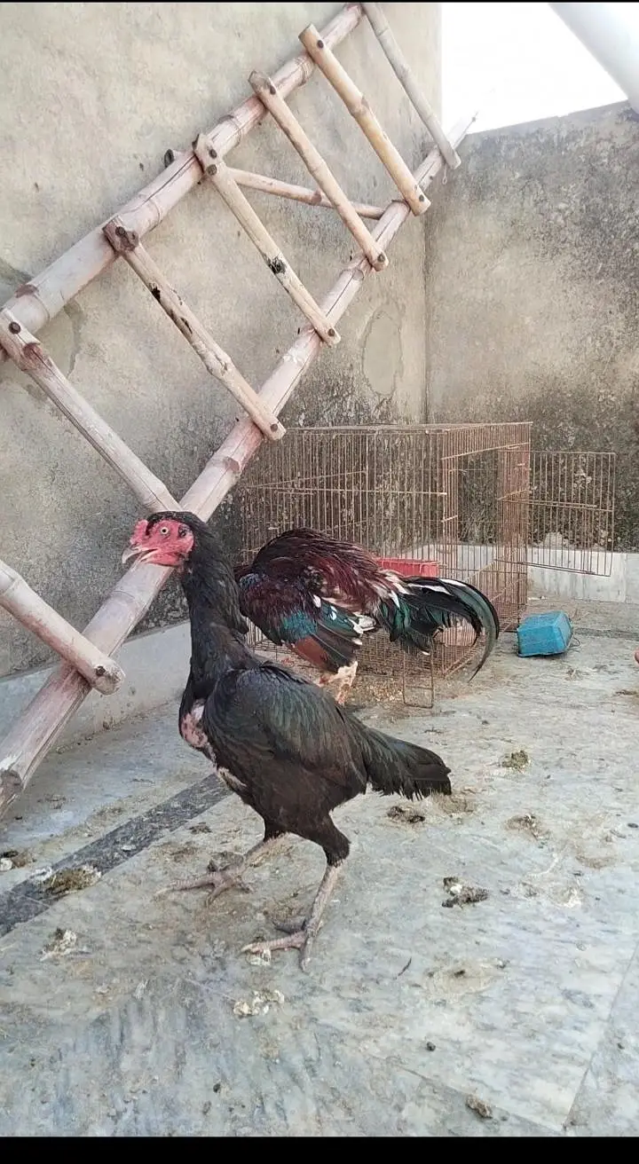 Aseel mianwali breeder pair — photo 7