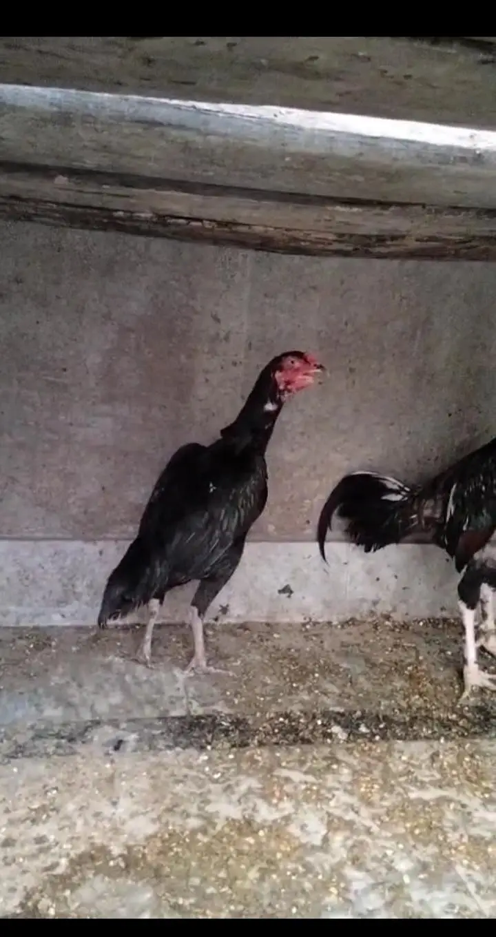 Aseel mianwali breeder pair — photo 8
