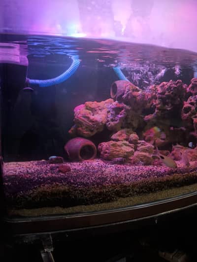 full aquatic aquarium with all accessories