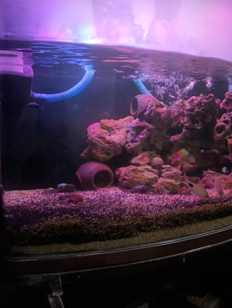 full aquatic aquarium with all accessories