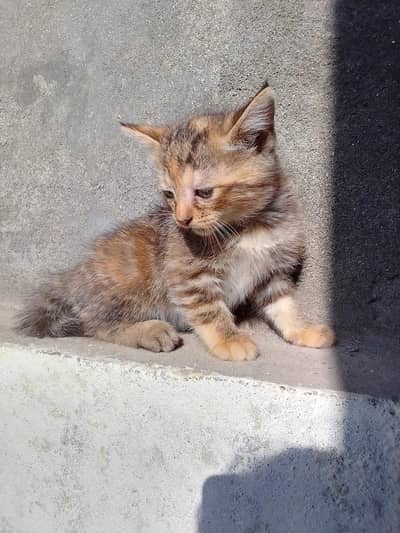 PERSIAN KITTENS DOUBLE COATED