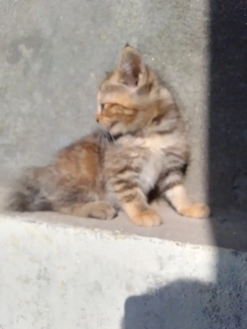 PERSIAN KITTENS DOUBLE COATED — photo 2