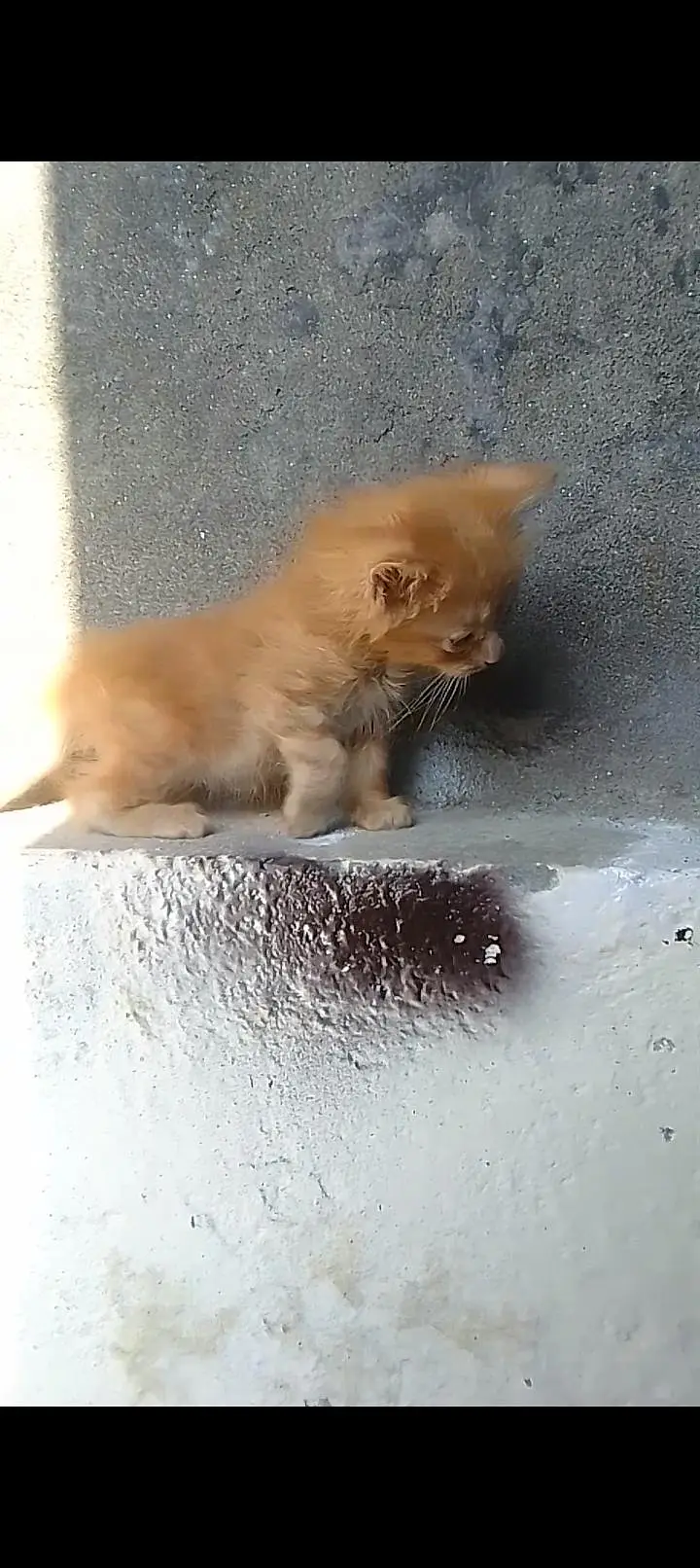 PERSIAN KITTENS DOUBLE COATED — photo 3